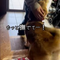 撫でられるごんちゃん