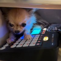 ボタンを押す犬