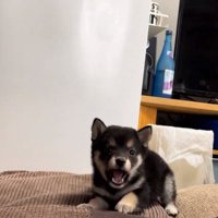 遠くから威嚇するあられちゃん