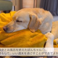 満足そうなお顔で爆睡♪
