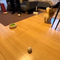 男性の横をすり抜けて壁の方へと走っていく犬