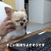 お仕事中に甘えるみるくちゃん6