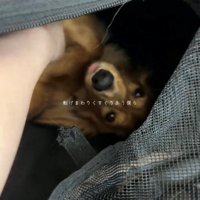 バッグの中で撫でてもらう犬