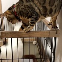 ナルちゃんとガブちゃん