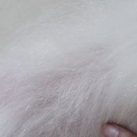 少しずつ毛が生えそろってきた、背中の患部