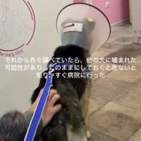 噛まれて出来た傷だった