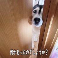 はっちゃんが部屋を訪れた