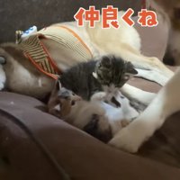 喧嘩の仲裁もお手の物