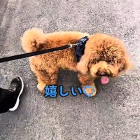 女の子と母親の間で立ち止まる犬