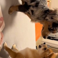 「もうっ、しつこいな～」