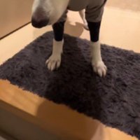 普段はゴキゲンなれおちゃんが…