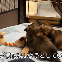 おもちゃを取られていじけるジャンボくん3