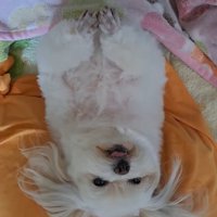 仰向けになって、前足を小刻みに動かす犬