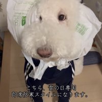 防寒着を着て立つ犬