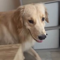 困惑する麹くん3