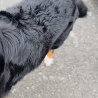 去っていく犬の後ろ姿