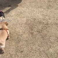 社交的で可愛い