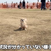 あまりにも平和！