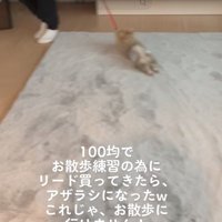 引きずられる犬2