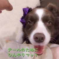 ひんやりマットを購入