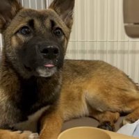 ケージに入る子犬