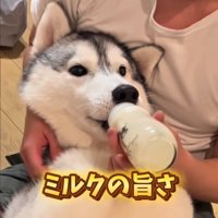 ミルクを飲む大型犬2