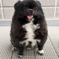 たぬきっぽさが魅力的♡