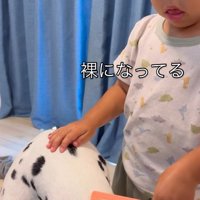 大型犬のブラッシングをする子供