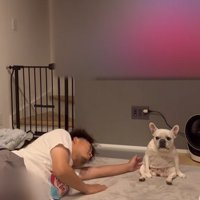 小型犬を撫でる飼い主