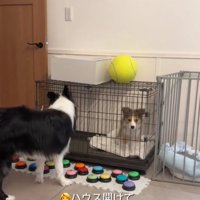 ケージの扉を見るボーダーコリー