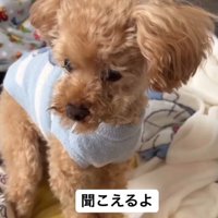 女性の声に反応して鳴き声をあげる犬