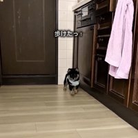 歩き始めたまかお君
