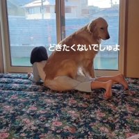 下を向く大型犬