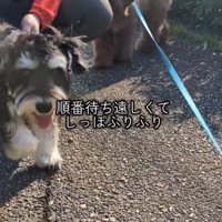 男性の順番待ちをする小型犬