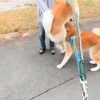 ジャンプする秋田犬