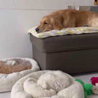 ベッドが羨ましいぷりんくん6