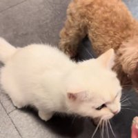 犬化している猫さんでした