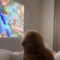 映像を見つめる犬