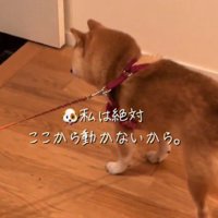 豆柴さんの方は…