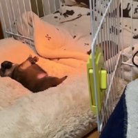ケージで転がる子犬たち
