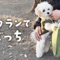 犬見知り