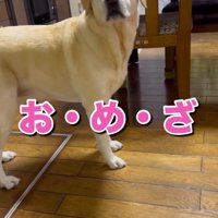 少し離れたところから飼い主を見つめる犬