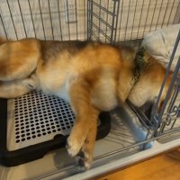 おにぎりくんの散歩拒否4