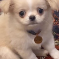 困り顔の犬