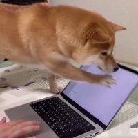 おてて
