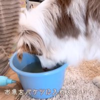 バケツの中に入っている魚を見つめる犬
