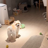 振り向くポポちゃん