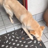 外へ出る犬
