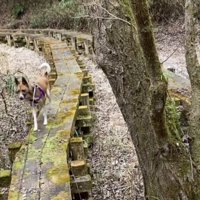 飼い主の方へ戻ってくる立ち耳の犬