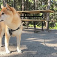 犬とキャンプに出かけたら…